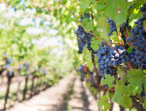 Valley of the Vines Afternoon Tour