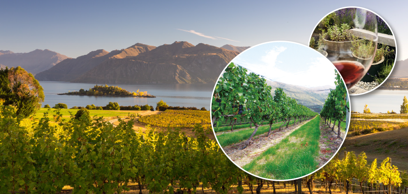 Vineyard overlooking mountains and the lake