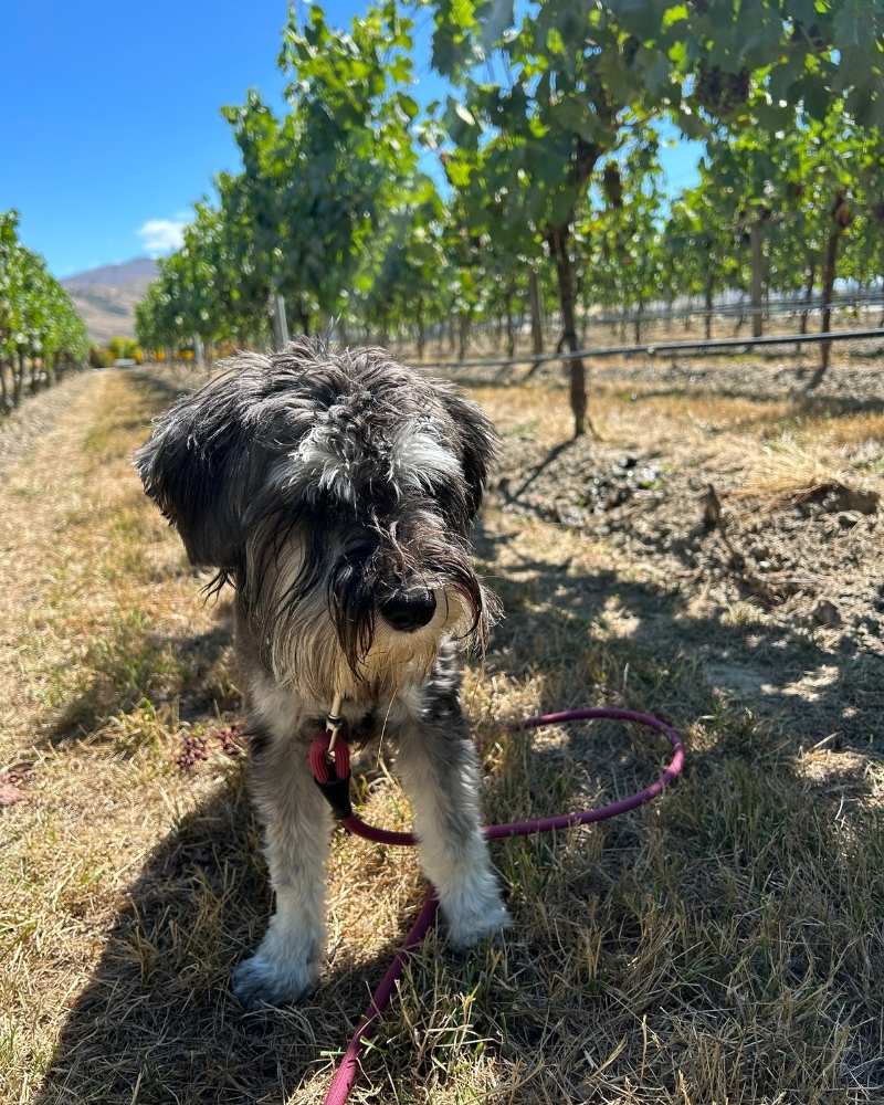 Bella the Wine Dog relaxing among the vines in Central Otago
