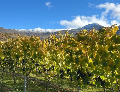 Autumn in Central Otago: Why Harvest Season Is the Best Time to Do a Queenstown Wine Tour