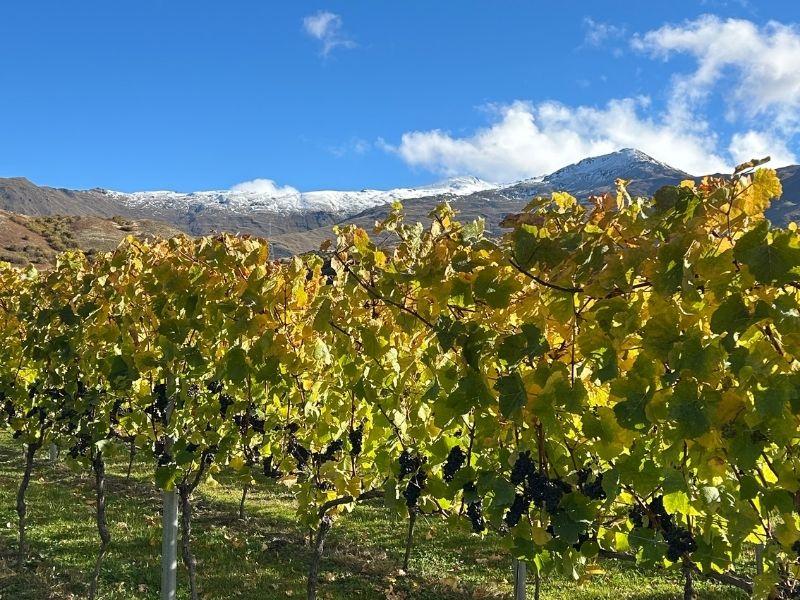 Autumn vineyards in Gibbston Valley during harvest season