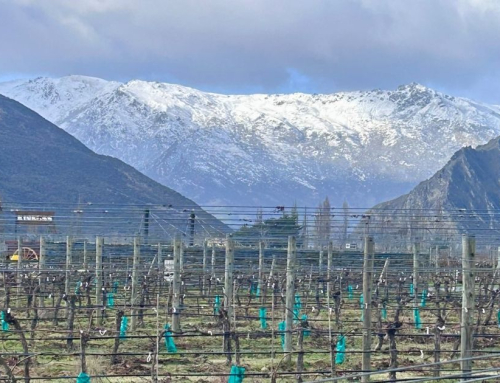 The Perfect Queenstown Rest Day: Why Gibbston Valley is Winter’s Best Kept Secret